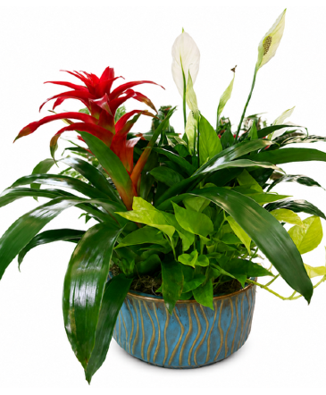 Dish Garden - Large Double "R" Exclusive  in Jacksonville, AR | DOUBLE R FLORIST
