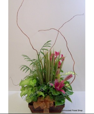 Dish garden Live plant dish garden