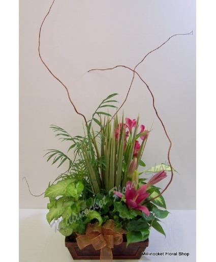 Dish garden Live plant dish garden