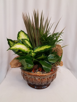 Medium Dish Garden Plant