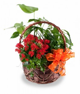 Dish Garden Mixed green and flowering plants