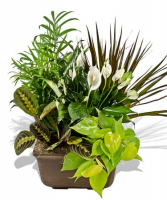 Dish Garden Non- fragrance Table top plants