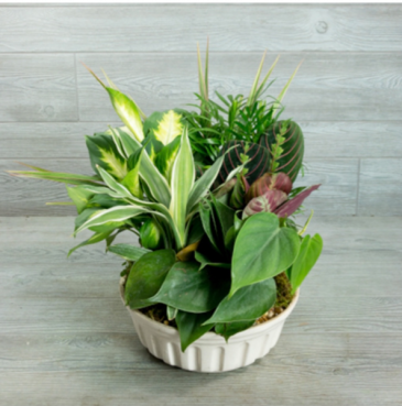 Dish garden of assorted green plants   in Pensacola, FL | Cordova Flowers and Gifts