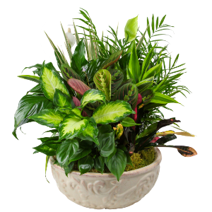 Dish Garden of Green Plants 