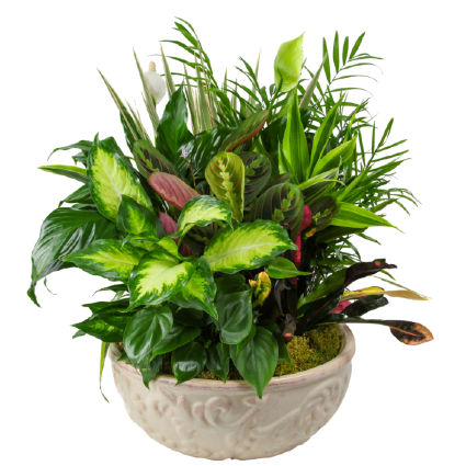 Dish Garden of Green Plants 
