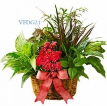 Dish Garden Of Love Plant