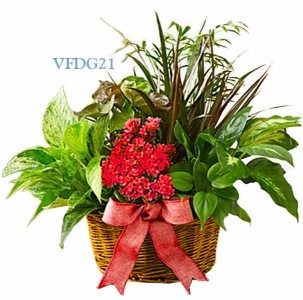 Dish Garden Of Love Plant
