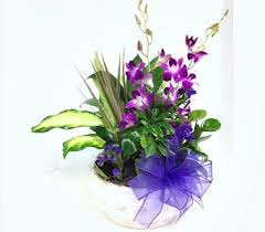 Designer Choice Dish Garden  