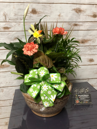 Dish Garden Plant