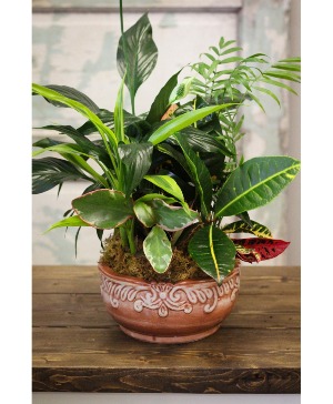 Dish Garden  Plant 
