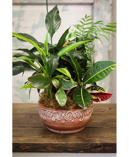 Dish Garden  Plant 