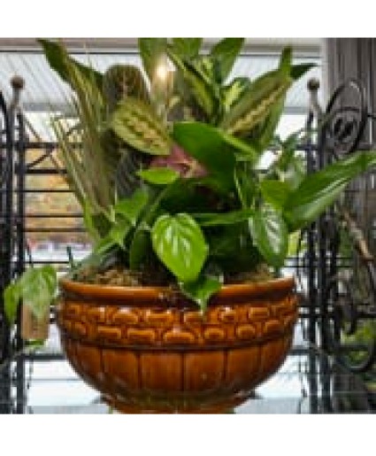 Dish Garden Plant