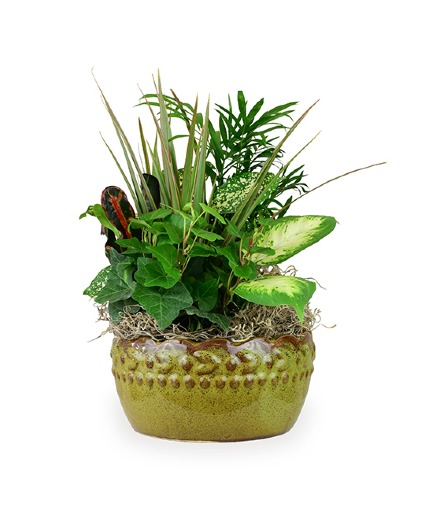 Dish Garden Basket of Plants