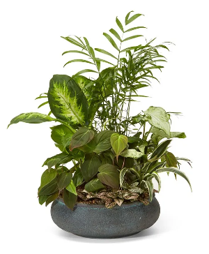 Dish Garden Plant