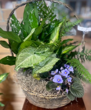 Dish Garden Plant
