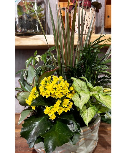 Dish Garden Plant