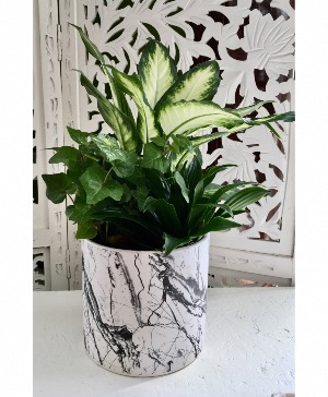 Dish Garden Plant