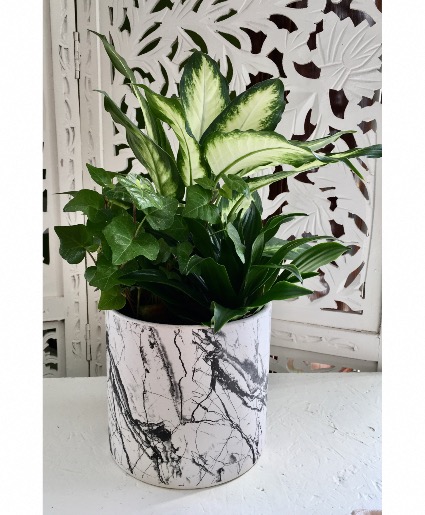 Dish Garden Plant
