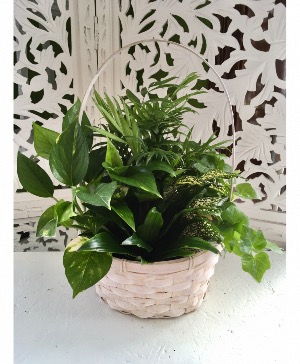 Dish Garden Plant