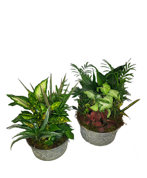 Dish Garden Plant Arrangement