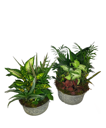 Dish Garden Plant Arrangement in Warner Robins, GA | SHARRON'S FLOWER HOUSE