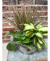 Dish Garden Plant Assortment