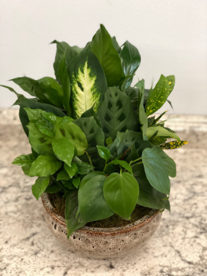 Dish Garden Planter