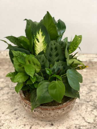 Dish Garden Planter