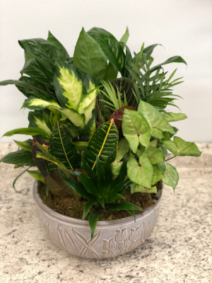Dish Garden Planter