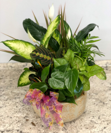 Dish Garden Planter