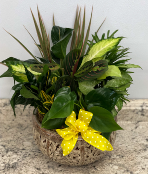 Dish Garden Planter