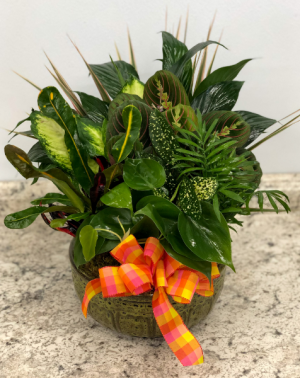 Dish Garden Planter