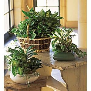 Dish Garden Planter
