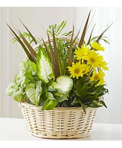 Dish Garden planter  