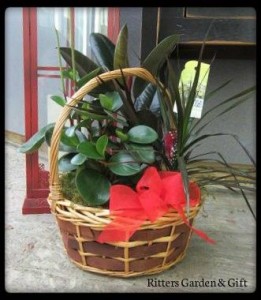 Dish Garden Plants