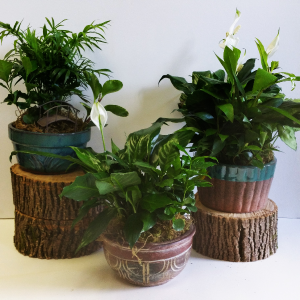 Dish Garden Plants