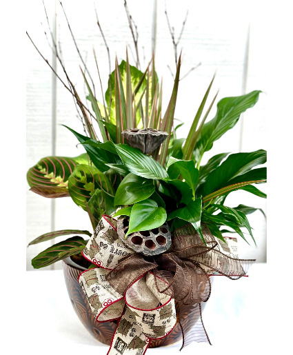 Dish Garden Plants