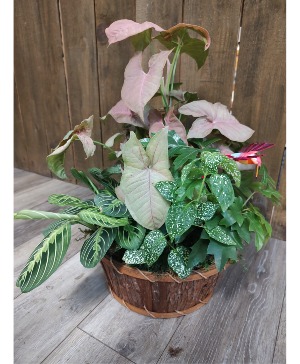 Dish Garden plants
