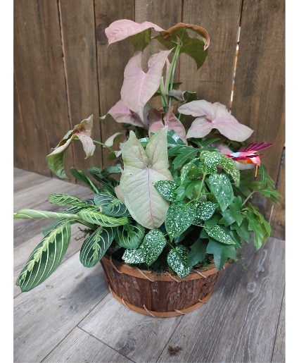 Dish Garden plants