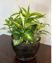 Dish garden Potted plant garden