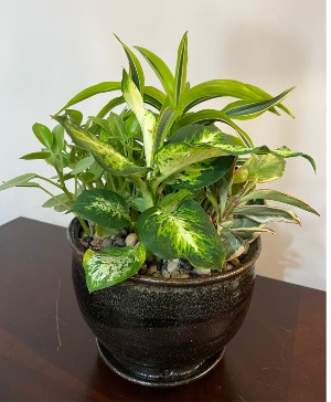 Dish garden Potted plant garden