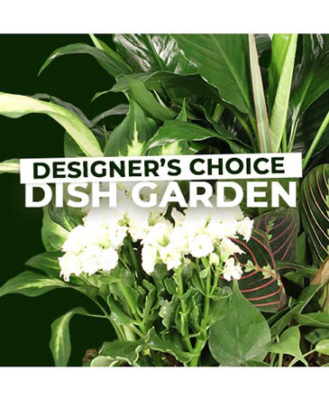 Dish Garden Selection Designer's Choice in Charlotte, NC | E&J Flower Shop