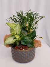 Small Dish Garden Plant