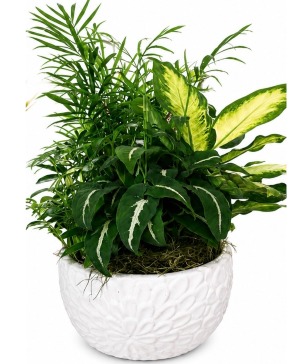 Dish Garden - Small  Double "R" Exclusive 