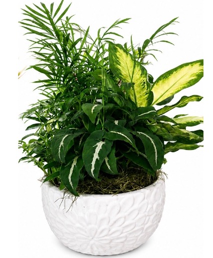 Dish Garden - Small  Double "R" Exclusive 