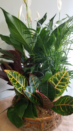 Dish Garden Supreme Plants