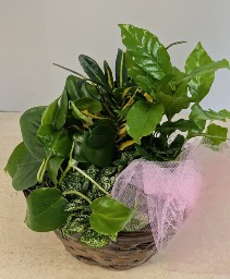 Dish Garden Wicker  NFS-DGW40