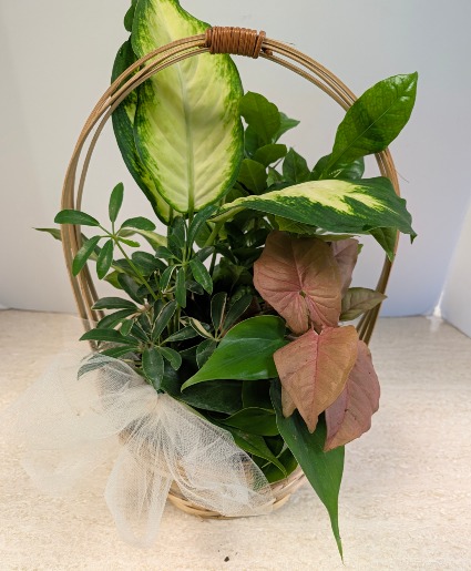 Dish Garden Wicker  NFS-DGW55