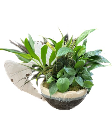 Dish Garden with Angel Wings Dish Garden with variety of plants