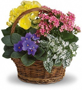 Dish Garden with Color Potted Plants